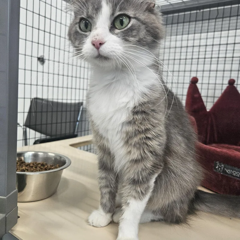 A young medium-sized female Gray & White Domestic Long Hair cat named Rosie for adoption in Kalamazoo, MI
