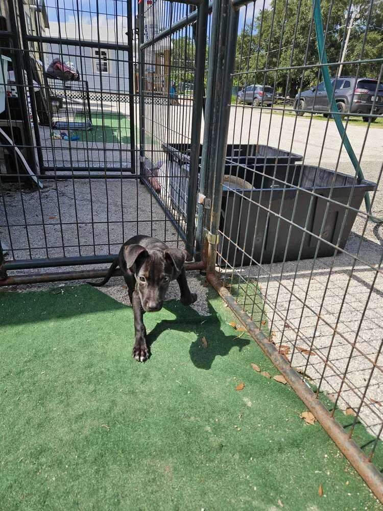 A baby small-sized female Tricolor (Brown, Black, & White) American Bulldog dog named Beba for adoption in Lakeland, FL