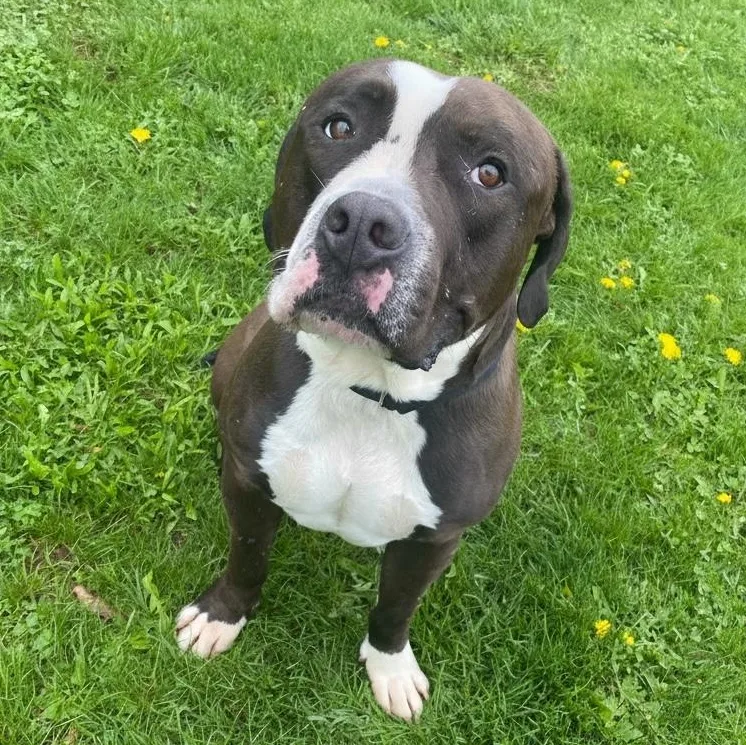 An adult large-sized male Black Terrier dog named Cookie for adoption in Elyria, OH