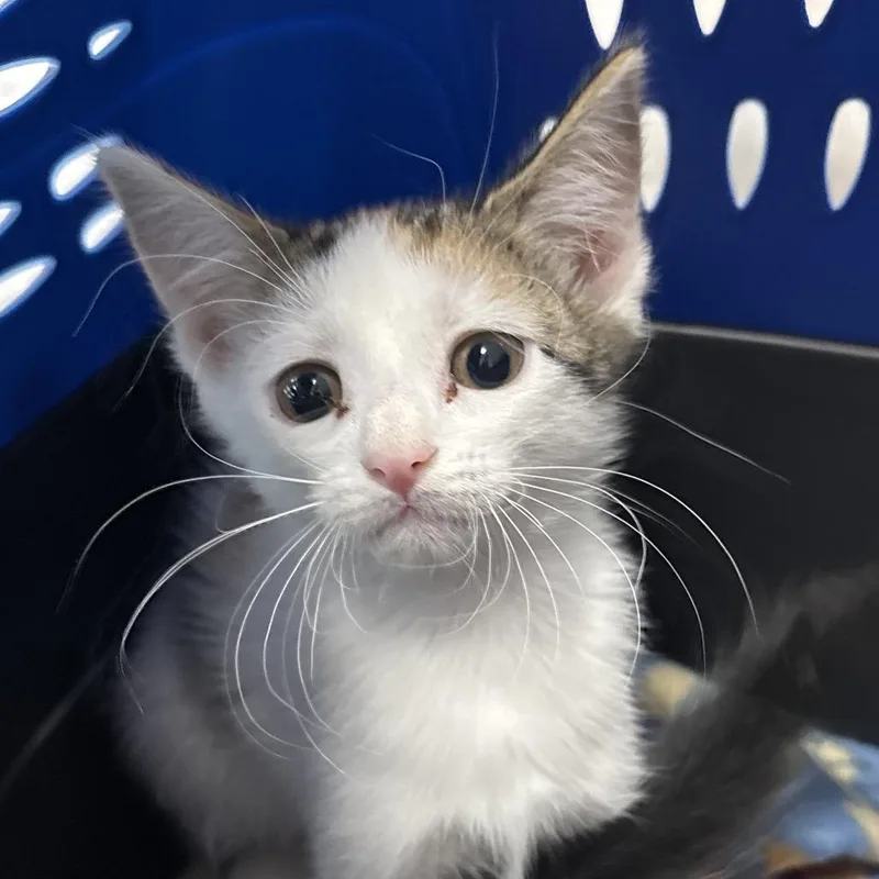 A baby small-sized female Calico Domestic Short Hair cat named Wisteria for adoption in Middleburg, FL