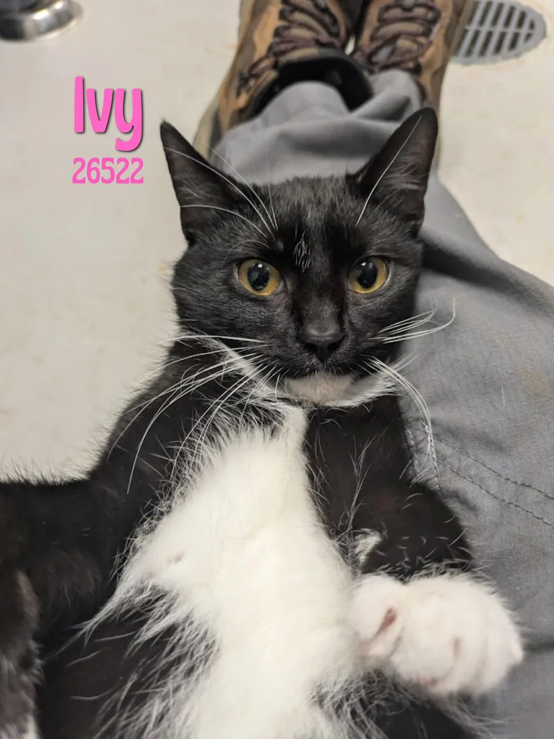 A young medium-sized female Tuxedo cat named Ivy for adoption in Oak Ridge, TN