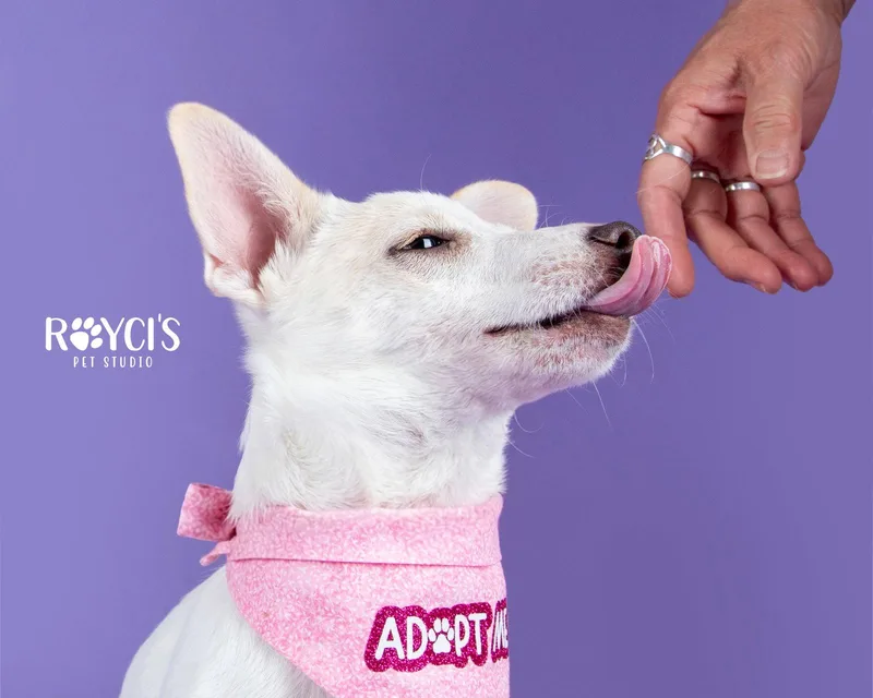 A young small-sized female Chihuahua dog named Angelina Ballerina for adoption in Salt Lake City, UT