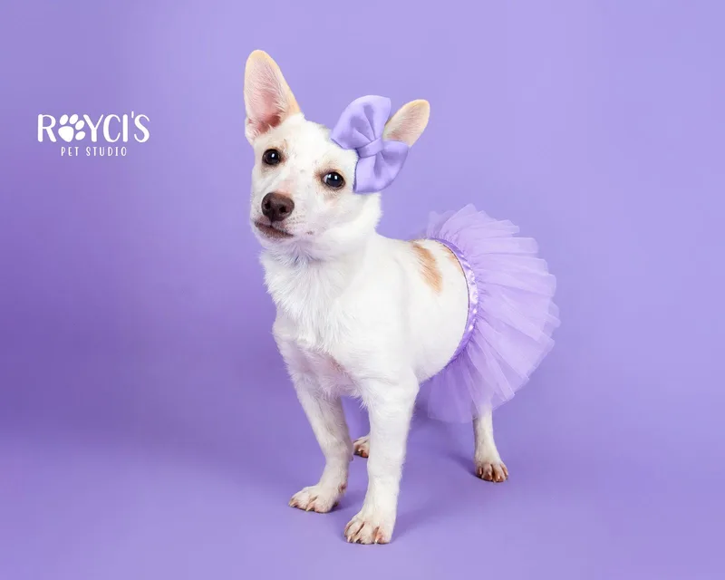 Angelina Ballerina thumbnail 3