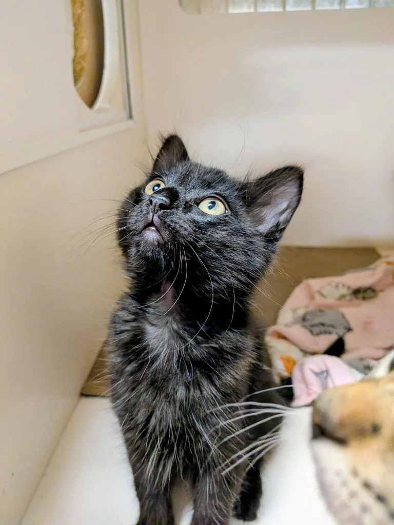 A baby medium-sized female Domestic Medium Hair cat named Kenobi for adoption in Richland Hills, TX