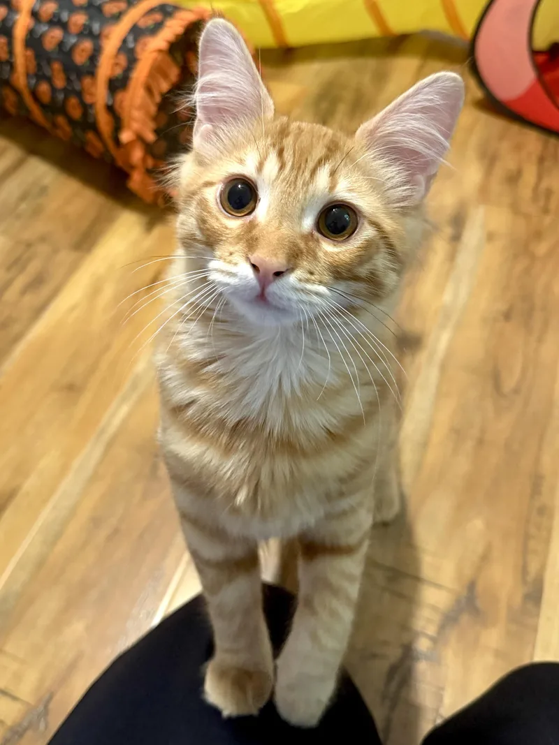 George