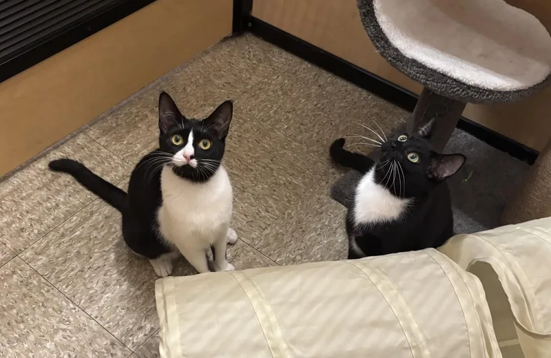 A baby medium-sized female Black & White / Tuxedo Domestic Short Hair cat named Sundae & Cakepop for adoption in Worcester, MA