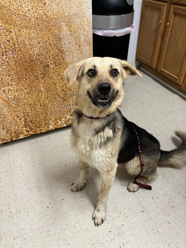 A young large-sized male Shepherd dog named Buddy for adoption in Luling, TX