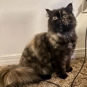 An adult medium-sized female Black Persian cat named Bobo for adoption in Los Angeles, CA