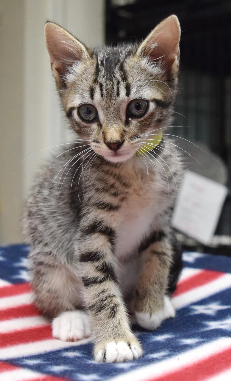 A baby medium-sized male Tabby (Gray / Blue / Silver) Domestic Short Hair cat named Lee Major for adoption in Bulverde, TX