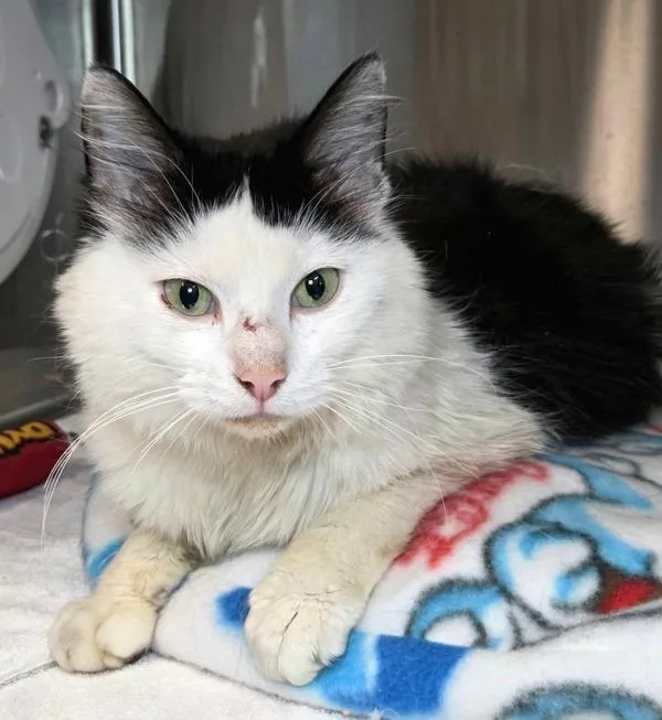 A senior small-sized female Domestic Medium Hair cat named French Toast for adoption in Millersville, MD