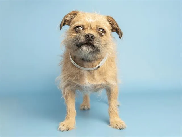 An adult small-sized female Schnauzer dog named Benny for adoption in Phoenix, AZ