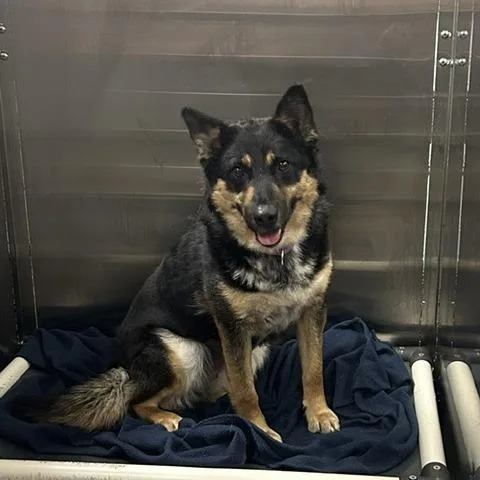 An adult medium-sized female Black Mixed Breed dog named Bex for adoption in Knoxville, TN