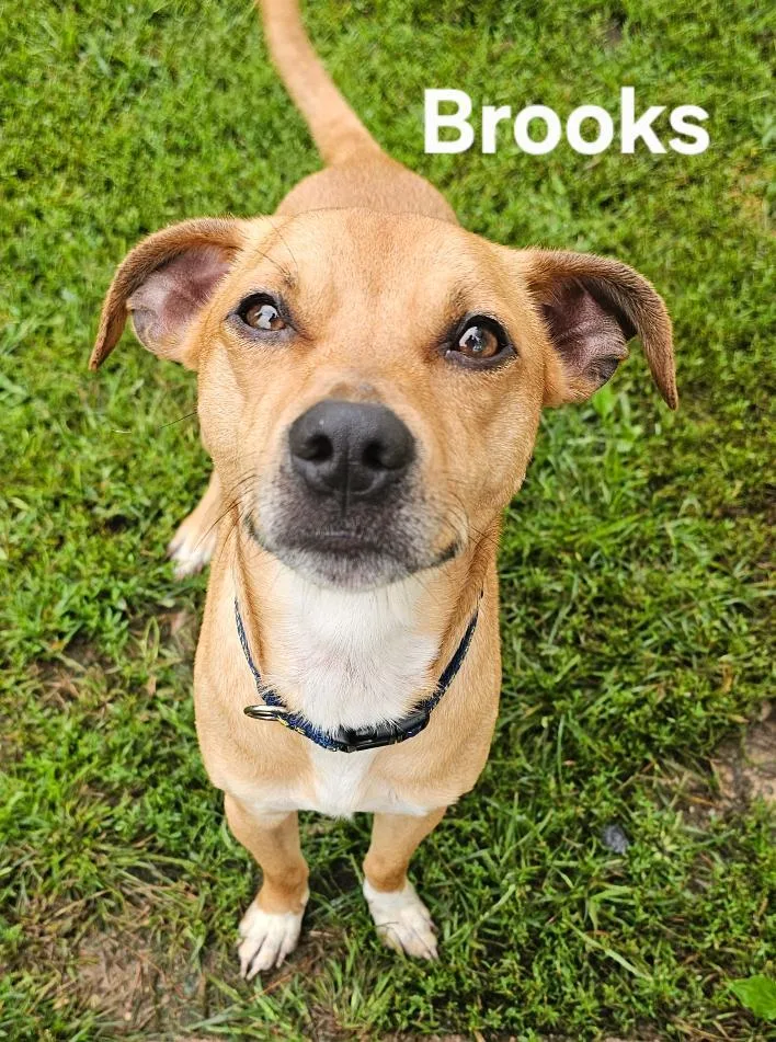 Brooks thumbnail 3