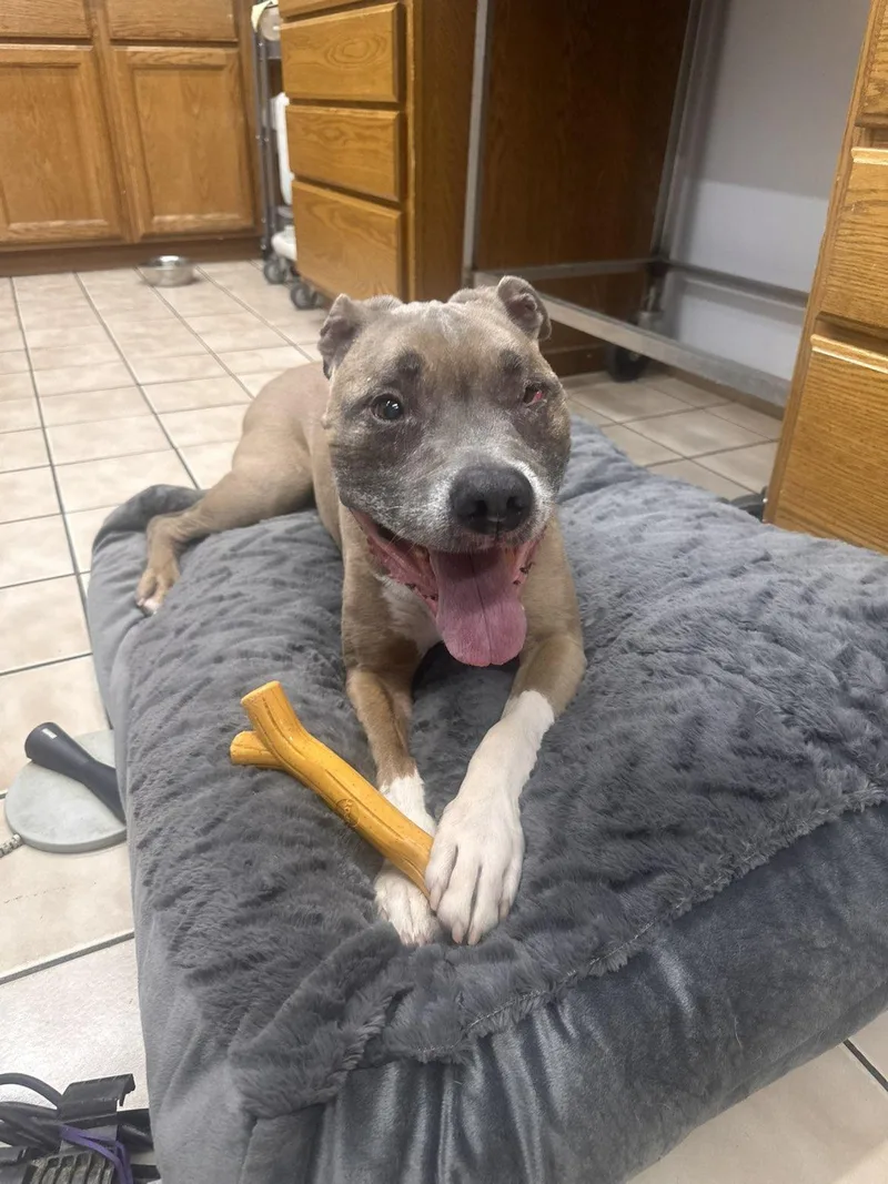 A senior medium-sized male Pit Bull Terrier dog named Norman for adoption in Watertown, WI