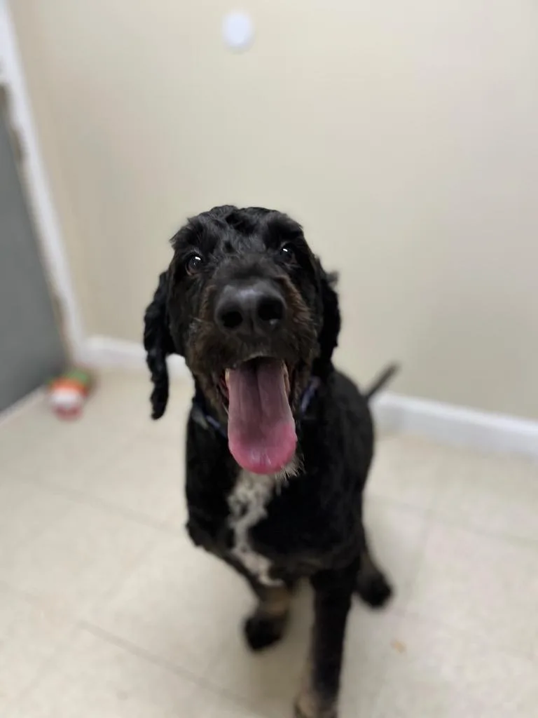 An adult large-sized male Poodle dog named Montgomery for adoption in Fall River, MA