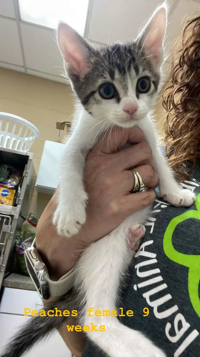 A baby medium-sized female Gray & White Domestic Medium Hair cat named Peaches for adoption in Fort Payne, AL