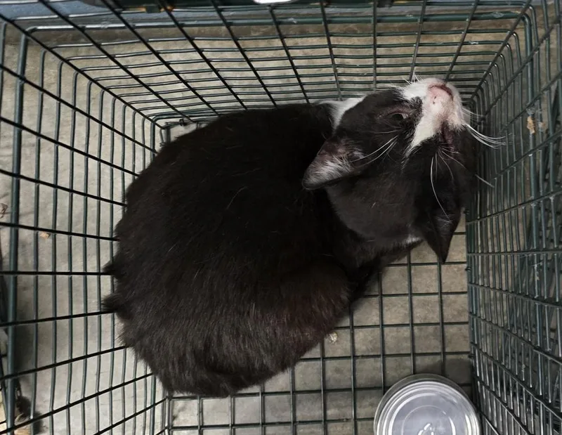 An adult small-sized male Black & White / Tuxedo Domestic Short Hair cat named Neiman Marcus for adoption in Evansville, IN