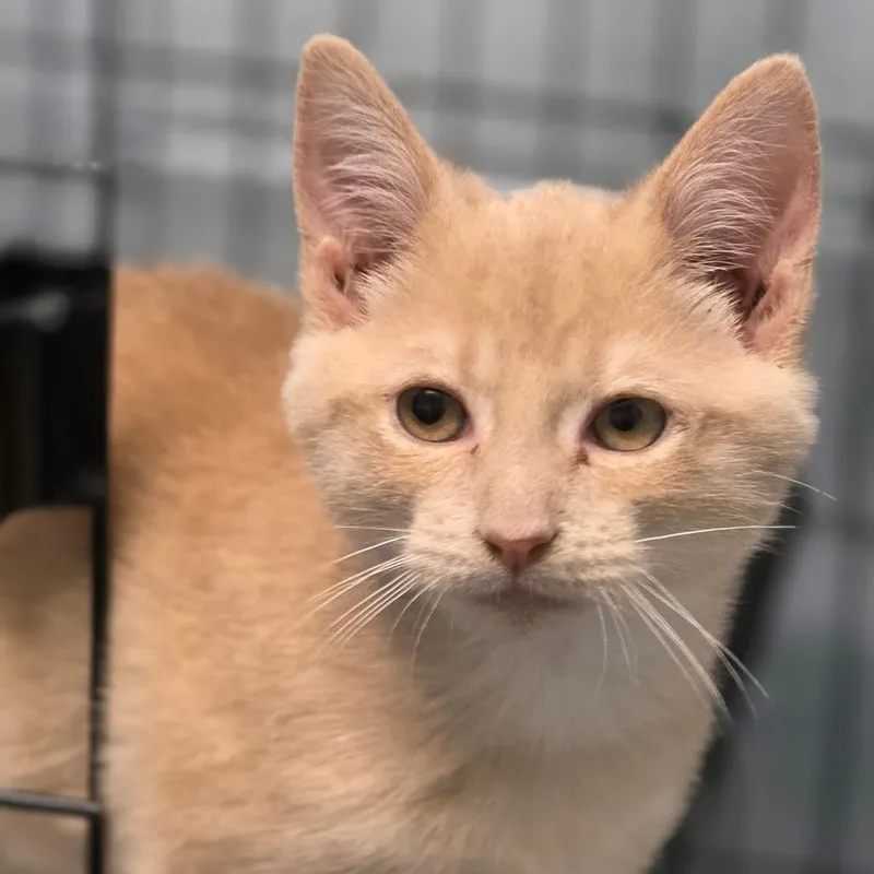 A baby small-sized male Domestic Short Hair cat named Natsu for adoption in Huntsville, AL