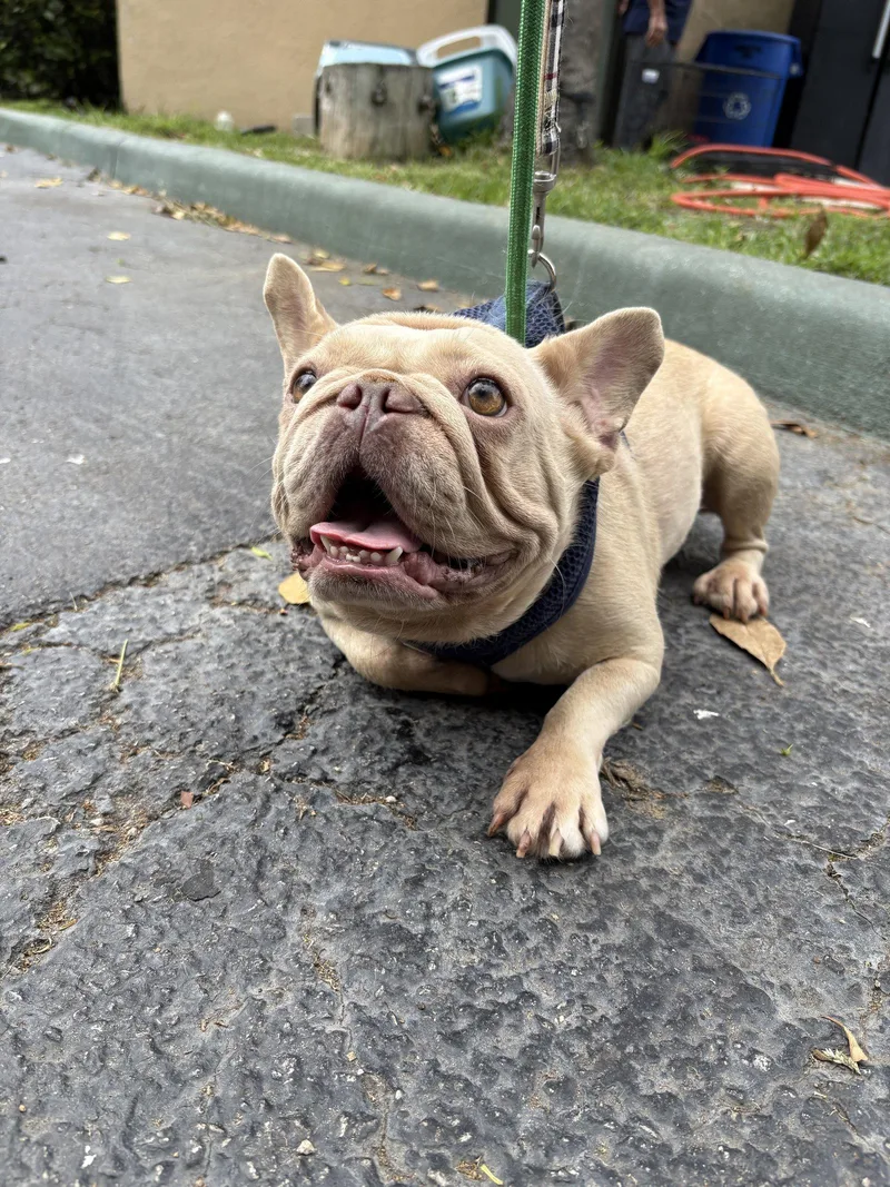 Butter Cookie thumbnail 3