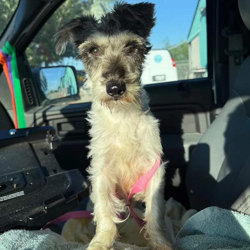 An adult small-sized female White / Cream Terrier dog named Sallie for adoption in Galveston, TX