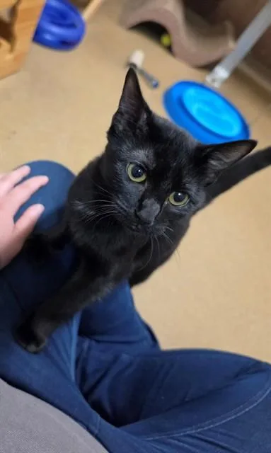 A baby small-sized female Domestic Short Hair cat named Hazel for adoption in Saint Peters, MO