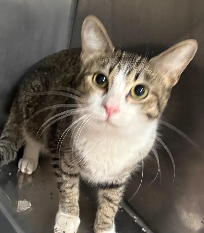 A young small-sized female Domestic Short Hair cat named Sky for adoption in Little Rock, AR