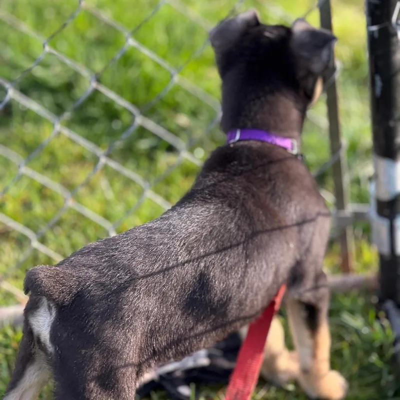 A baby medium-sized female Black Boxer dog named Georgia for adoption in Columbia Station, OH