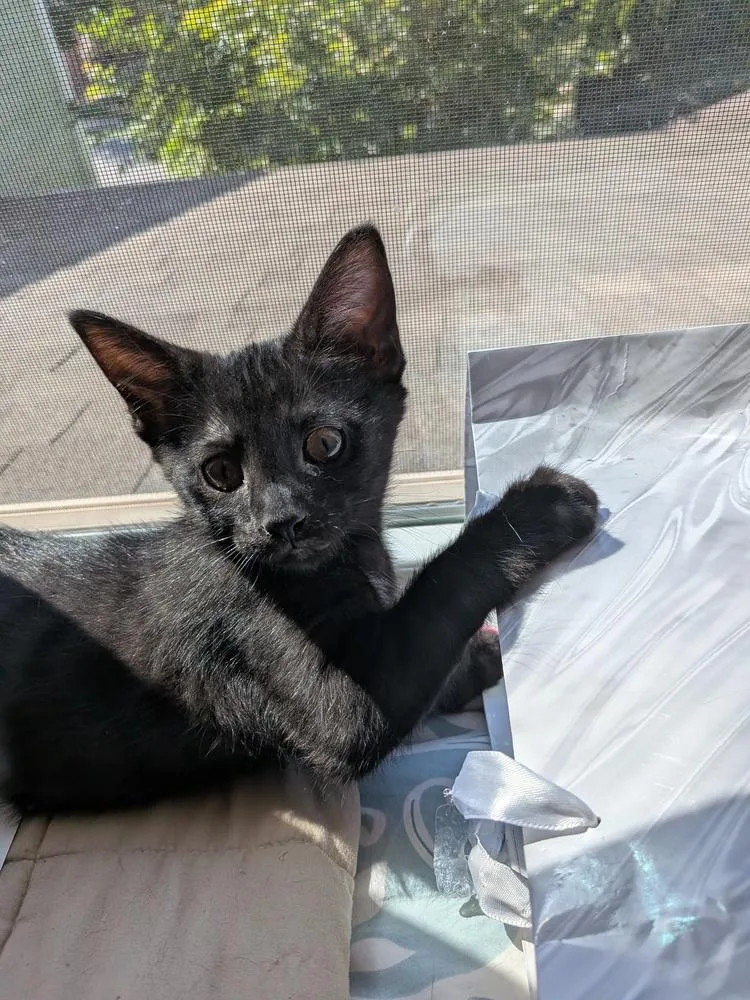 A baby small-sized female Black Domestic Short Hair cat named Obsidian for adoption in Mooresville, NC