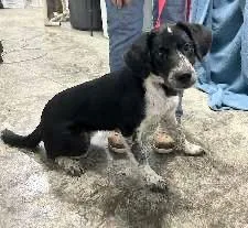 A young medium-sized female Bicolor Beagle dog named Freckles for adoption in Scottsburg, IN
