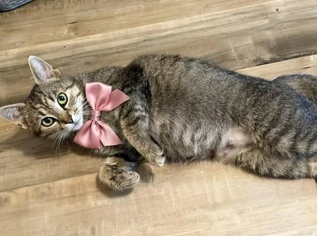 An adult medium-sized female Domestic Short Hair cat named Gemini for adoption in Statesville, NC