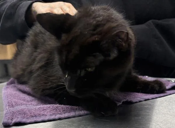 A senior small-sized male Domestic Short Hair cat named Pen Gus for adoption in Lawrenceville, GA