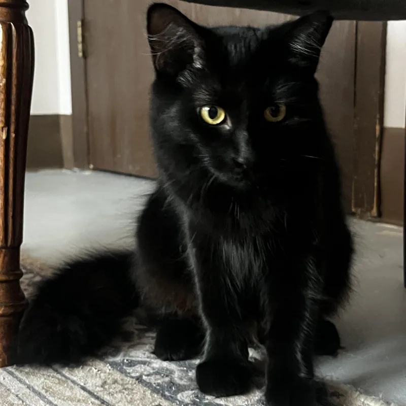 A young medium-sized female Domestic Long Hair cat named Fuzzy for adoption in Grosse Ile, MI