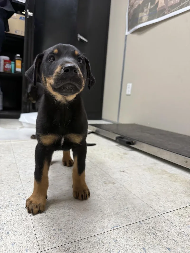 A baby small-sized male Bicolor Rottweiler dog named Hopper for adoption in Oakdale, CA