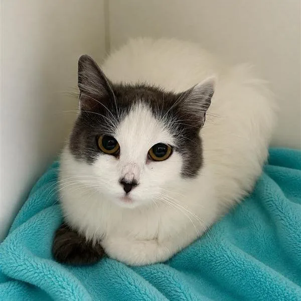 A young medium-sized female Gray / Blue / Silver Domestic Long Hair cat named Curly for adoption in Hawthorne, CA