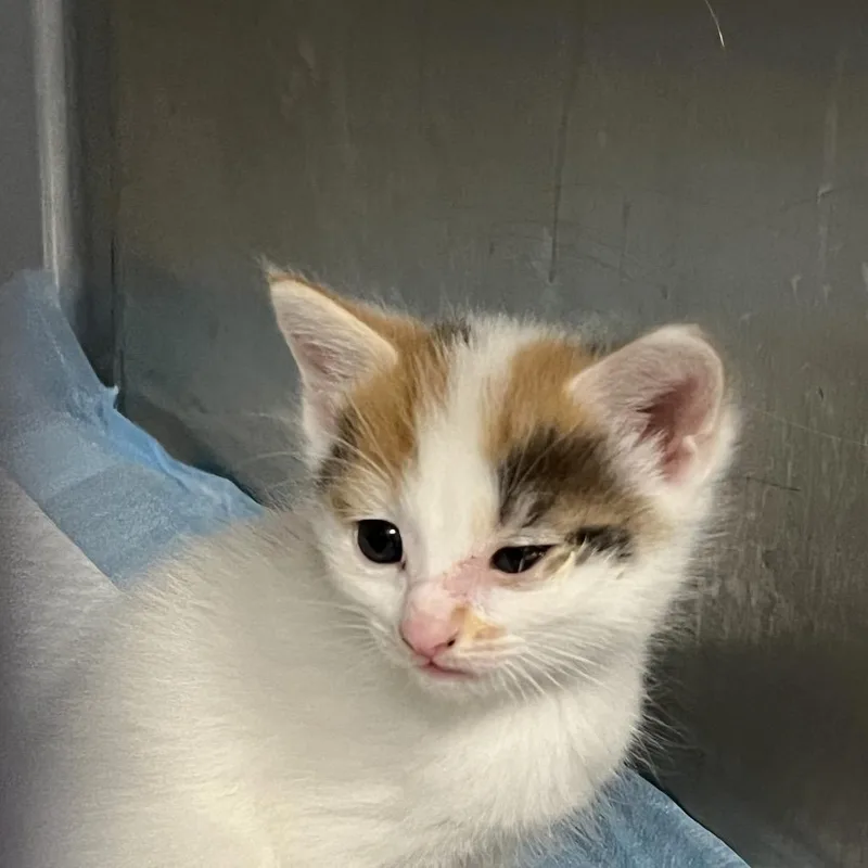 A baby small-sized female White Domestic Short Hair cat named Sun for adoption in Greensboro, NC