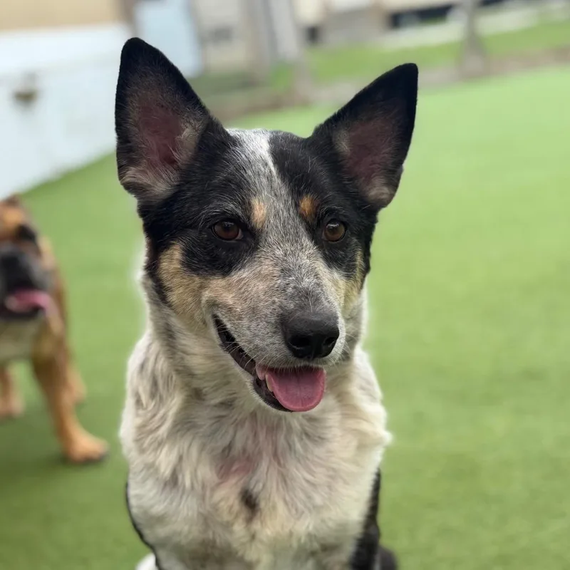 An adult medium-sized female Black Cattle Dog dog named Destiny for adoption in LOXAHATCHEE, FL