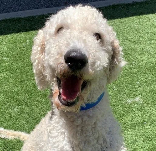 An adult large-sized male White / Cream Standard Poodle dog named Please Save Me for adoption in San Marcos, CA