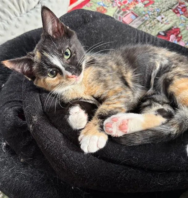 A baby small-sized female Domestic Short Hair cat named Betty Boop for adoption in Canfield, OH