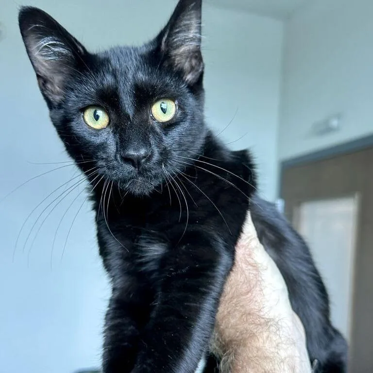 A baby medium-sized male Black Domestic Short Hair cat named Jaguar for adoption in Matteson, IL