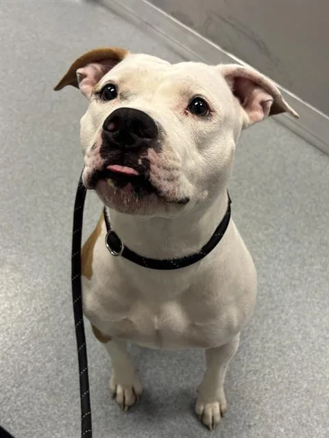 A young medium-sized female Pit Bull Terrier dog named Mercy Mina for adoption in Indianapolis, IN