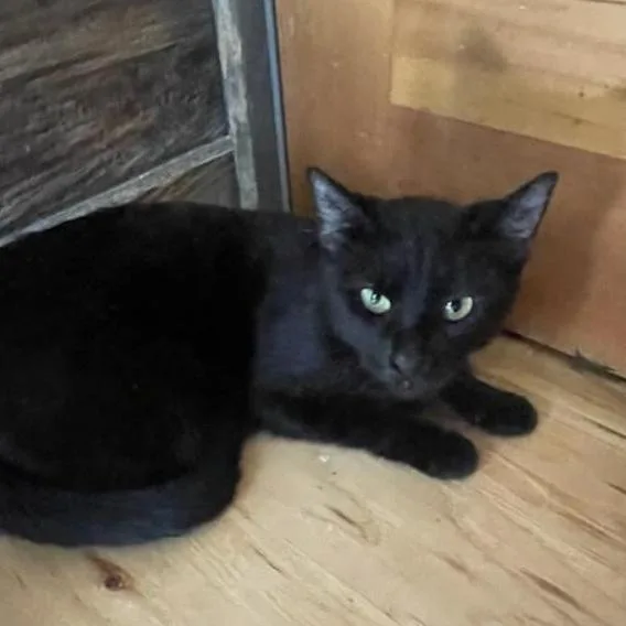 A young medium-sized female Black Domestic Short Hair cat named Gossamer for adoption in Incline Village, NV