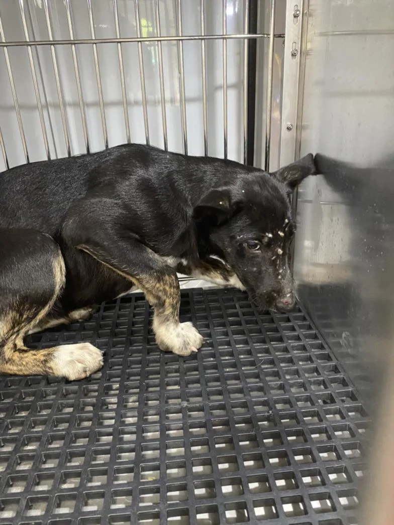 A baby small-sized female Mixed Breed dog named Channing for adoption in Dallas, TX