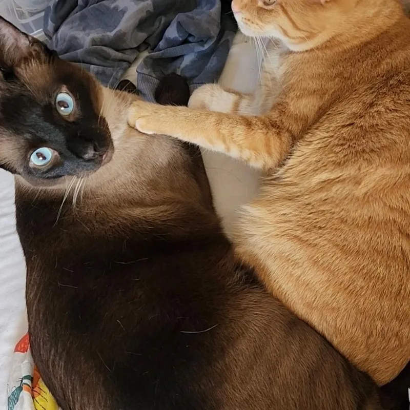 An adult extra large-sized male Brown / Chocolate Siamese cat named Mitchel for adoption in Edwardsville, IL