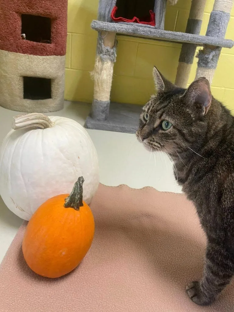 Uma Furman thumbnail 3