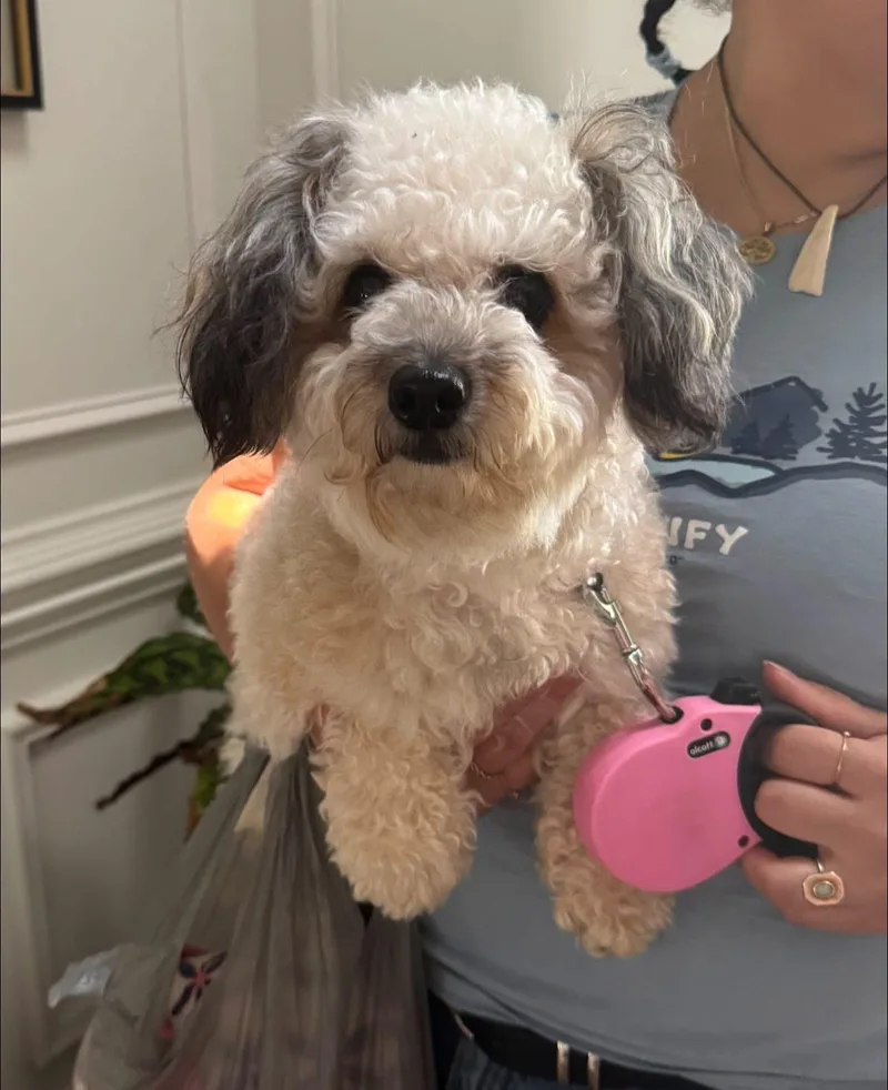 A young small-sized female Shih poo dog named Egypt for adoption in Matthews, NC