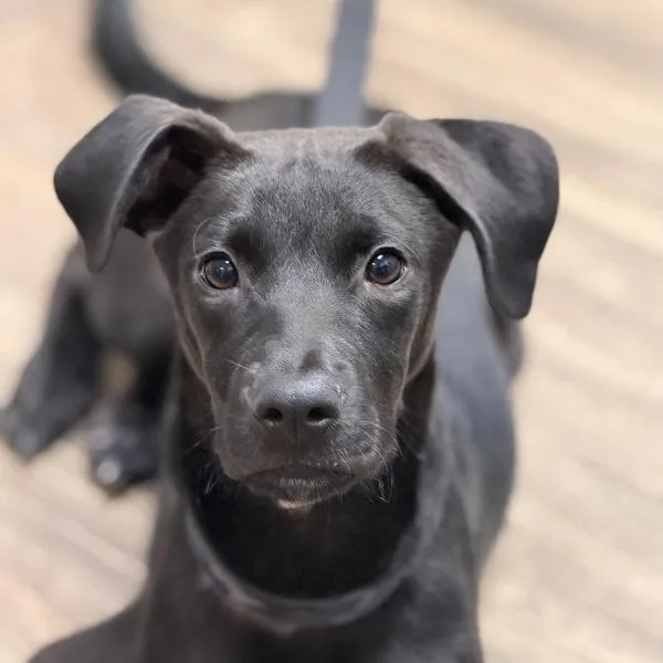Duke