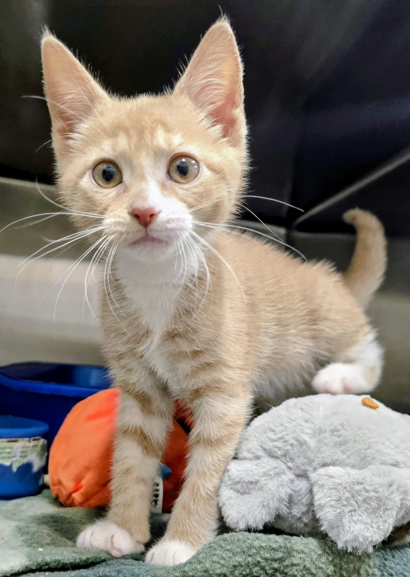 A baby medium-sized female Buff & White Domestic Short Hair cat named Cream Puff for adoption in Amityville, NY