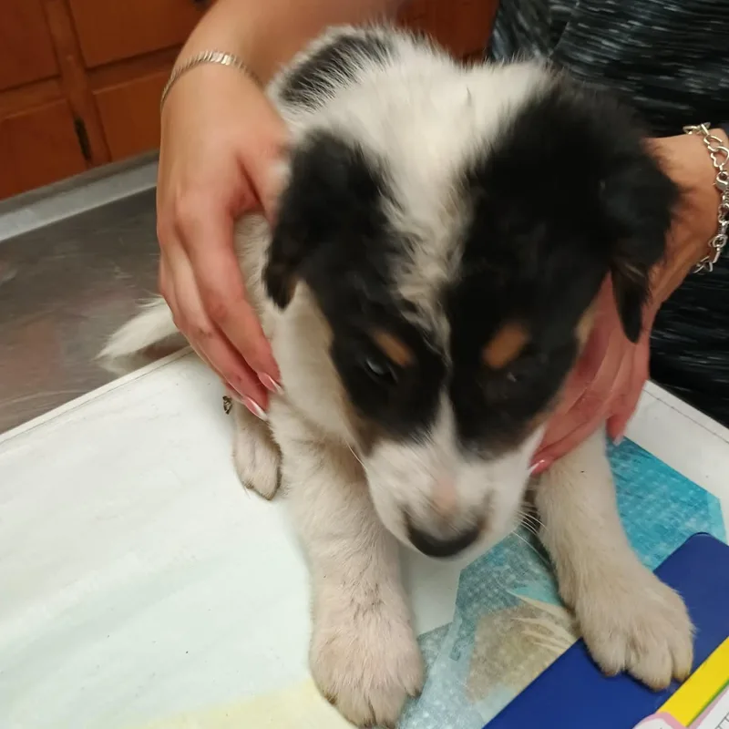 Shem thumbnail 3