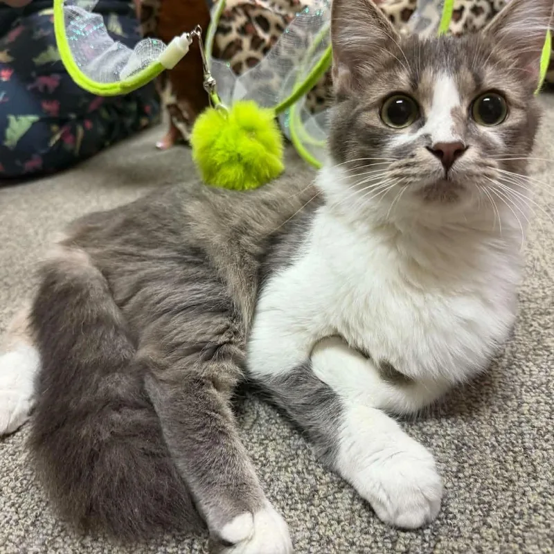 A young medium-sized female Gray / Blue / Silver Domestic Medium Hair cat named Bonney for adoption in Fredericksburg, VA