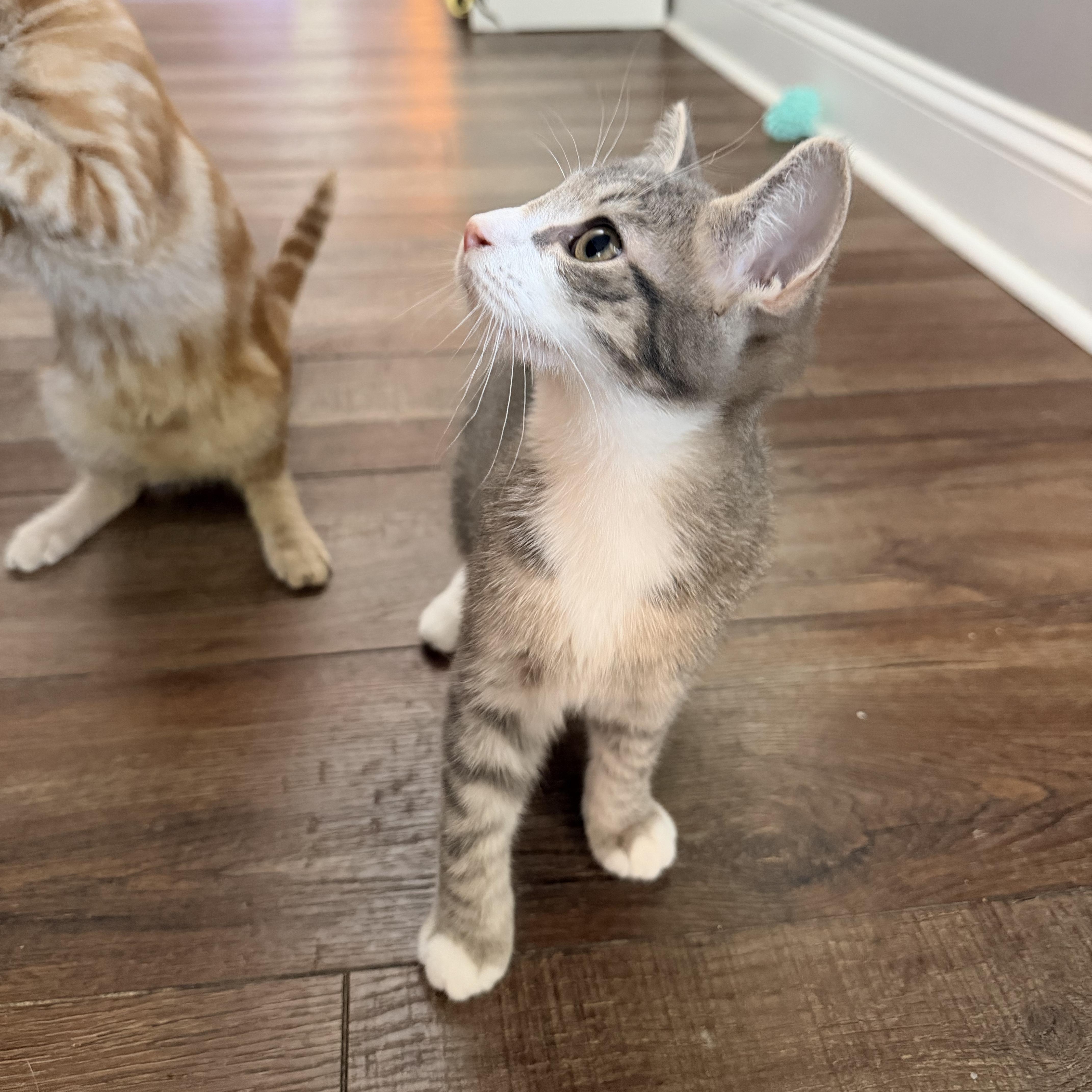 A young medium-sized female Tabby (Gray / Blue / Silver) Domestic Short Hair cat named Oakley for adoption in DICKSON, TN